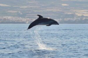 Rejs z delfinami Los Gigantes 4,5 godziny 4 Rejs z delfinami Los Gigantes