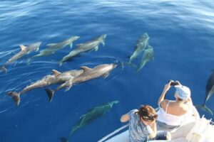 Rejs z delfinami Los Gigantes 4,5 godziny 5 Rejs z delfinami Los Gigantes
