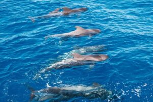 Rejs z delfinami Los Gigantes 4,5 godziny 6 Rejs z delfinami Los Gigantes