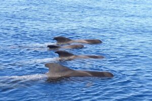 Rejs z delfinami Los Gigantes 4,5 godziny 7 Rejs z delfinami Los Gigantes