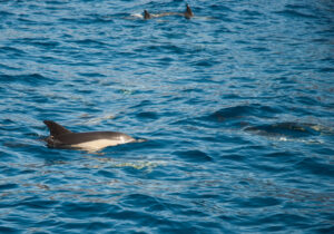 rejs na delfiny z los gigantes
