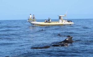 rejs na delfiny z los gigantes