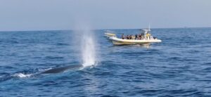 rejs na delfiny z los gigantes