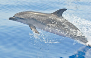 rejs na delfiny z los gigantes