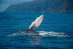 rejs na delfiny z los gigantes