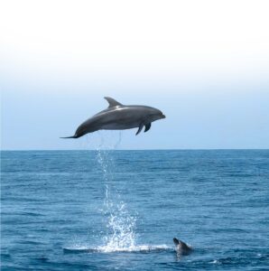 rejs na delfiny z los gigantes