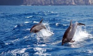 Katamaran Teneryfa Royal Delfin 2 godziny 10 Katamaran Teneryfa