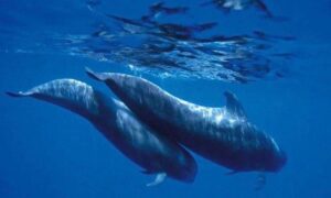 Katamaran Teneryfa Royal Delfin 2 godziny 11 Katamaran Teneryfa