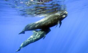 Katamaran Teneryfa Royal Delfin 2 godziny 4 rejs klify los gigantes