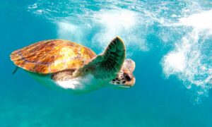Katamaran Teneryfa Royal Delfin 2 godziny 3 rejs klify los gigantes