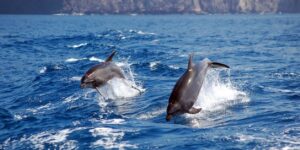 Katamaran Teneryfa Royal Delfin 2 godziny 1 rejs klify los gigantes