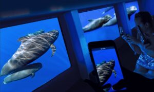 Katamaran Teneryfa Royal Delfin 2 godziny 7 rejs klify los gigantes
