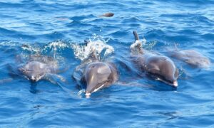 Katamaran Teneryfa Royal Delfin 2 godziny 9 Katamaran Teneryfa