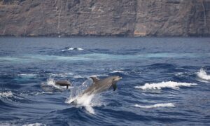 Rejs klify Los Gigantes Royal Delfin 11 Royal Delfin. Rejsy z delfinami na Teneryfie 9 - Wycieczki po Teneryfie po polsku