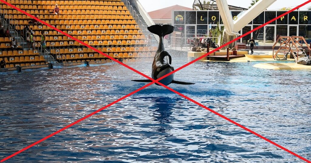 Dlaczego nie iść do Loro Parque