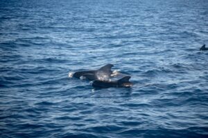 Rejs z delfinami z Los Gigantes