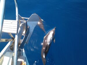 Rejs z delfinami z Los Gigantes