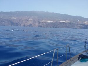 Rejs z delfinami z Los Gigantes