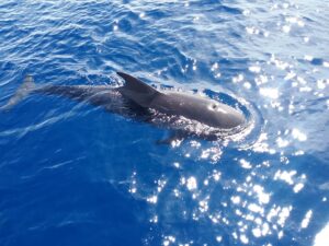 Rejs z delfinami z Los Gigantes