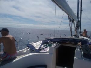 Rejs z delfinami z Los Gigantes