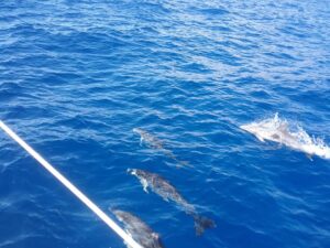 Rejs z delfinami z Los Gigantes
