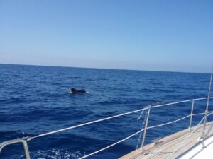 Rejs z delfinami z Los Gigantes