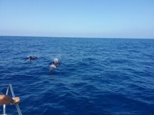 Rejs z delfinami z Los Gigantes