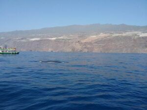Rejs z delfinami z Los Gigantes
