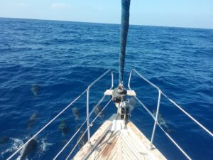 Rejs z delfinami z Los Gigantes
