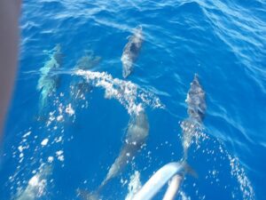 Rejs z delfinami z Los Gigantes