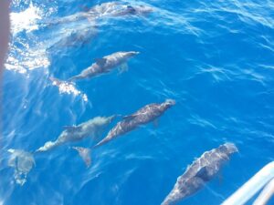Rejs z delfinami z Los Gigantes