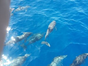 Rejs z delfinami z Los Gigantes