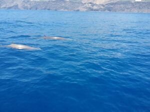 Rejs z delfinami z Los Gigantes