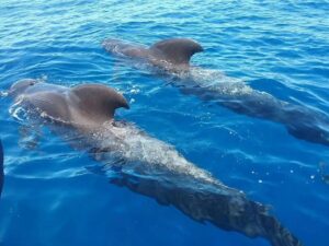 Rejs z delfinami z Los Gigantes