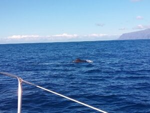 Rejs z delfinami z Los Gigantes