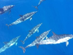 Rejs z delfinami z Los Gigantes