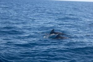 Rejs z delfinami z Los Gigantes