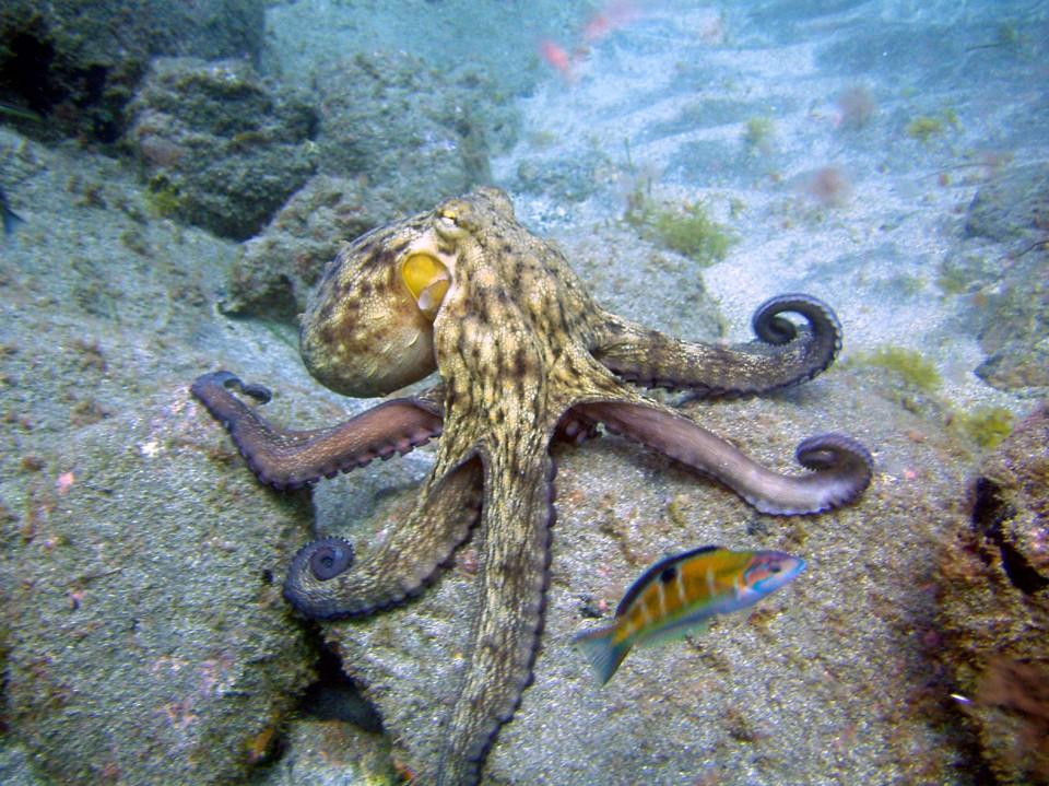 Snorkeling na Teneryfie najlepsze miejsca