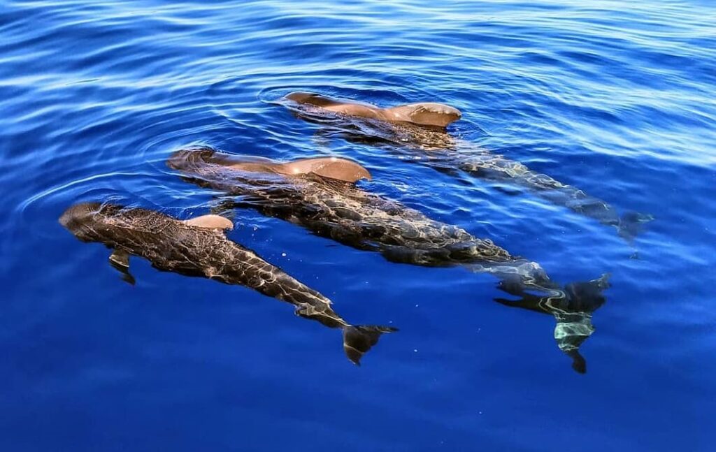 Delfiny i wieloryby na Teneryfie
