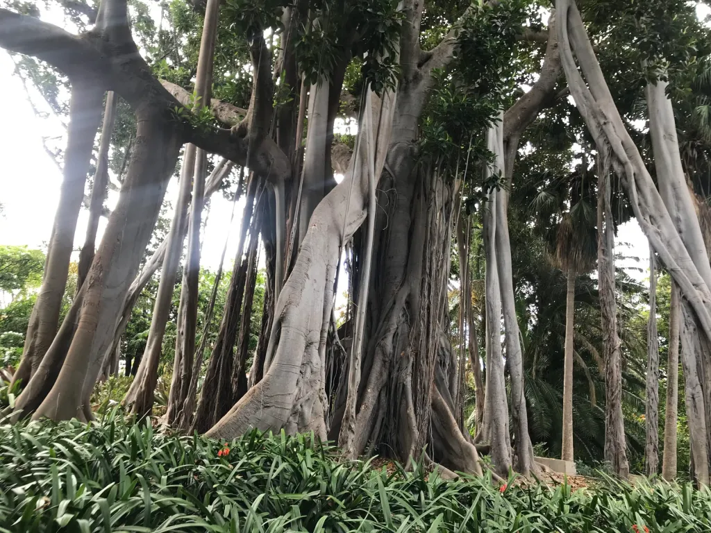 Ogród botaniczny Puerto de la Cruz Teneryfa